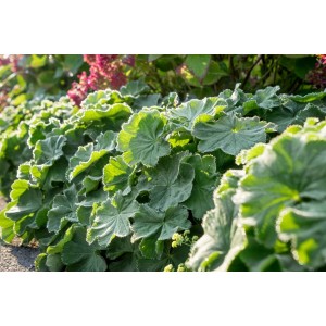 Foto von Alchemilla Mollis Robustica, dem weichen Frauenmantel im 9x9 cm Topf, eine grüne Staude.