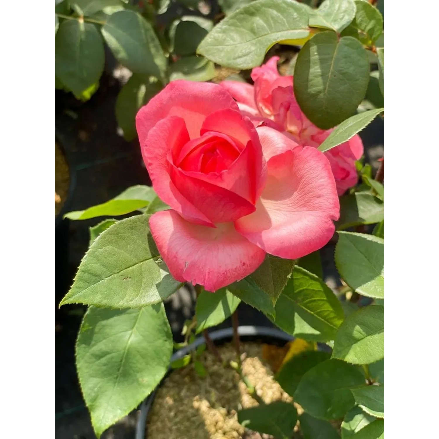 Nahaufnahme der lachsrosa Baumfink Edelrose 'Aachener Dom' im Topf.