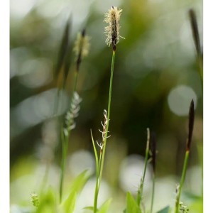 Detailaufnahme der Wimper-Segge (Carex pilosa), einer grünen Staude mit braunen Blütenständen.
