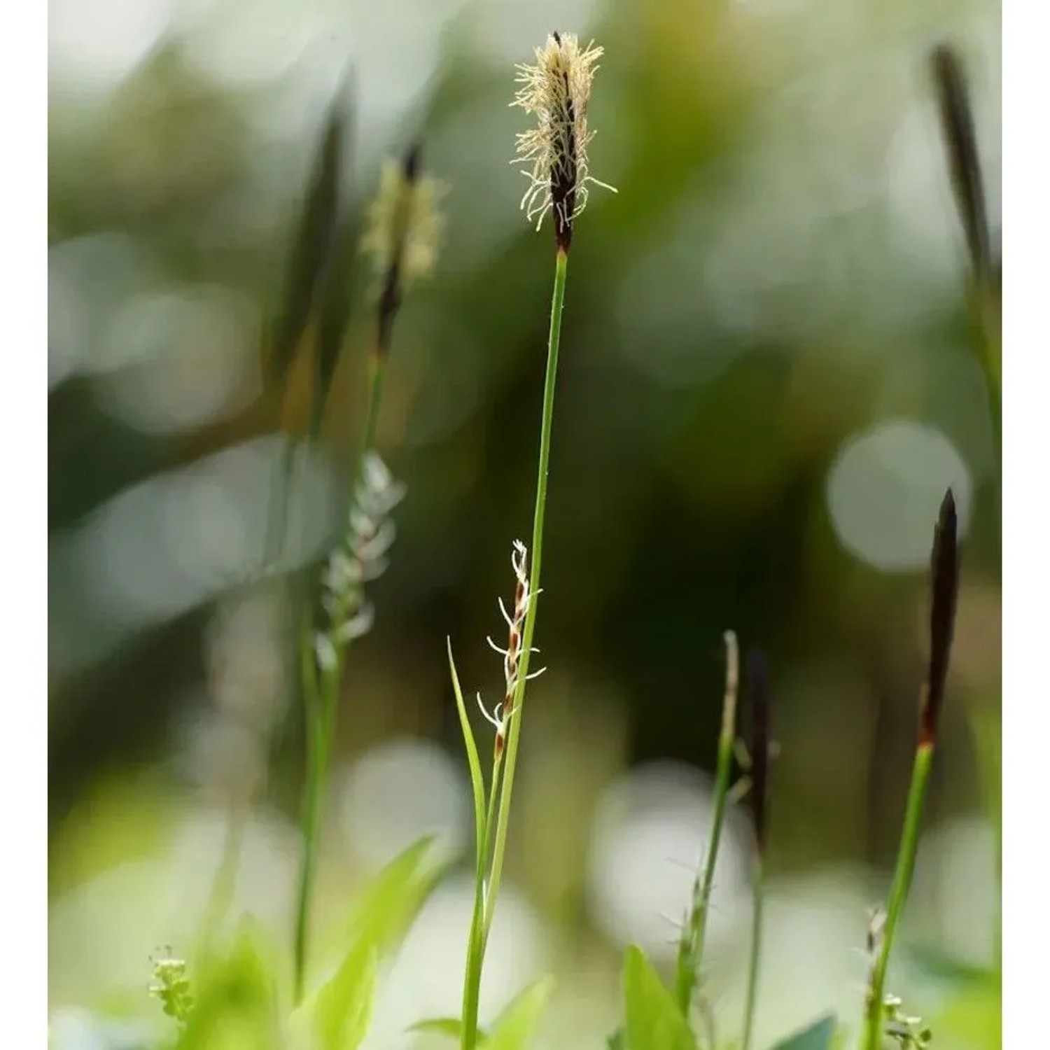 Wimper-Segge - Carex pilosa