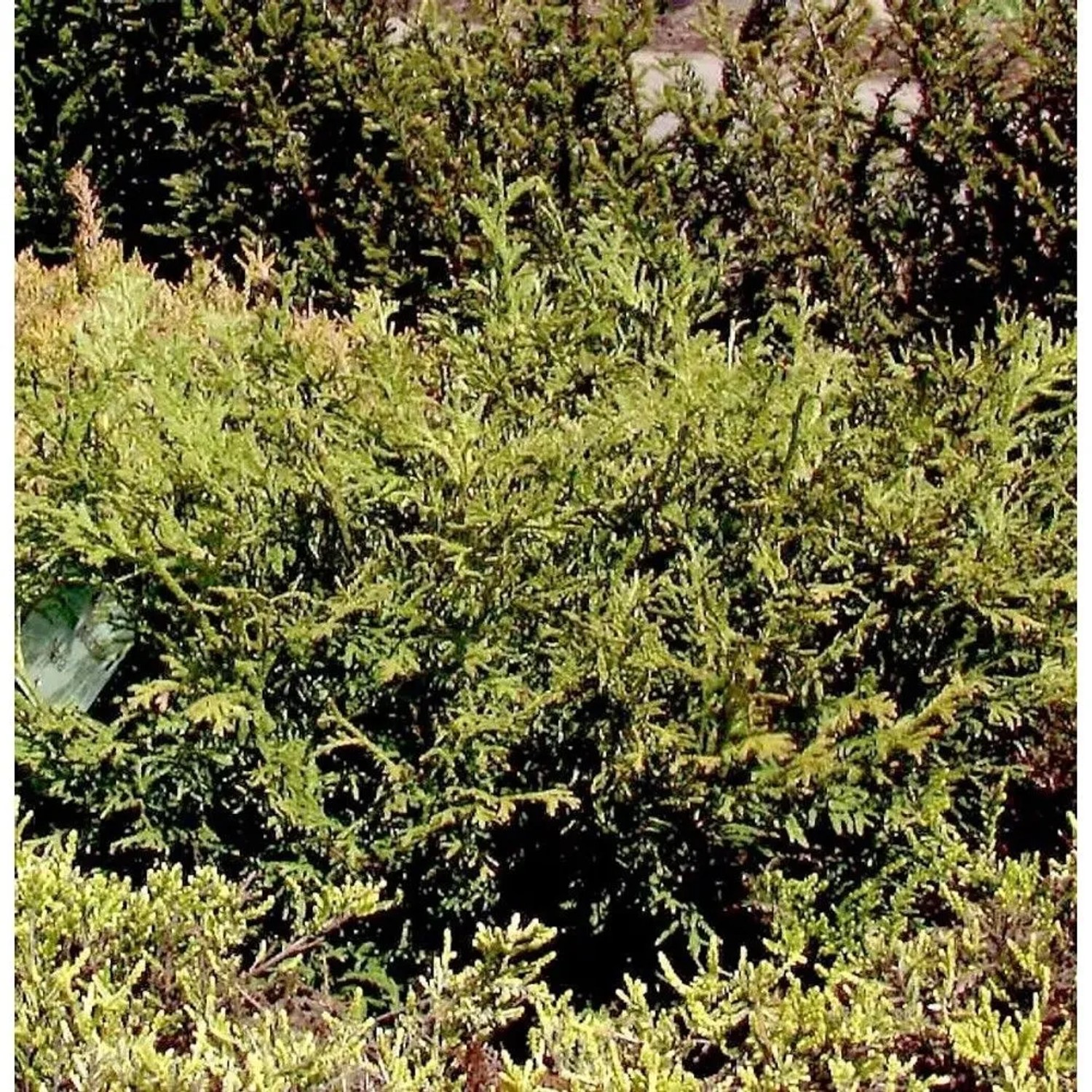 Zwerghibalebensbaum 25-30cm - Thujopsis dolabrata