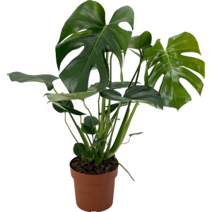 Fensterblatt (Monstera Deliciosa) im Topf, ca. 60-75 cm hoch. Grünpflanze mit charakteristischen Blattdurchbrüchen.