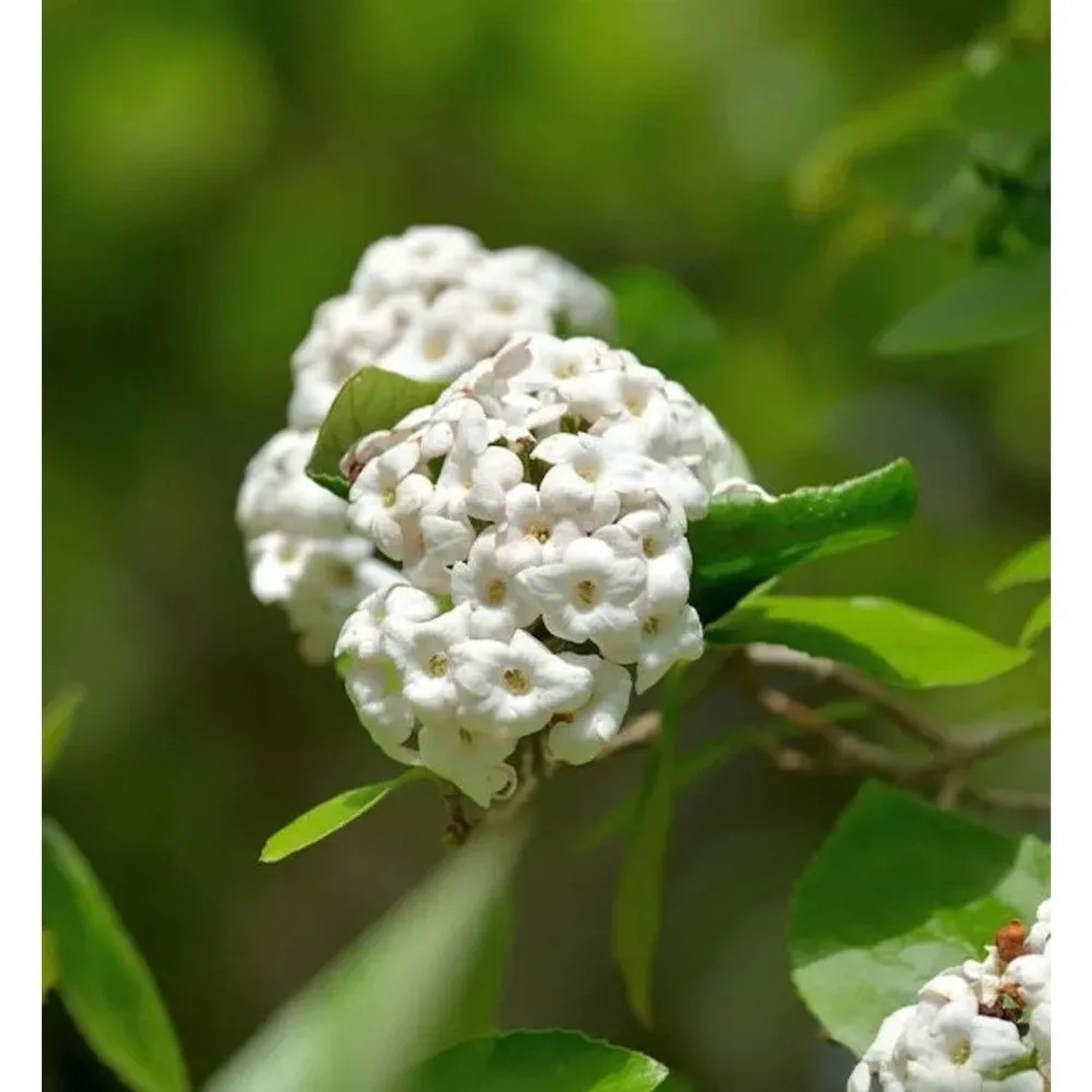 Osterschneeball Anne Russell 30-40cm - Viburnum burkwoodii