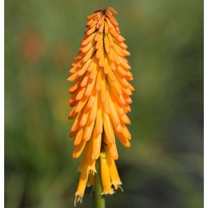 Orange Fackellilie 'Mango Popsicle' (Kniphofia uvaria) im Detail.