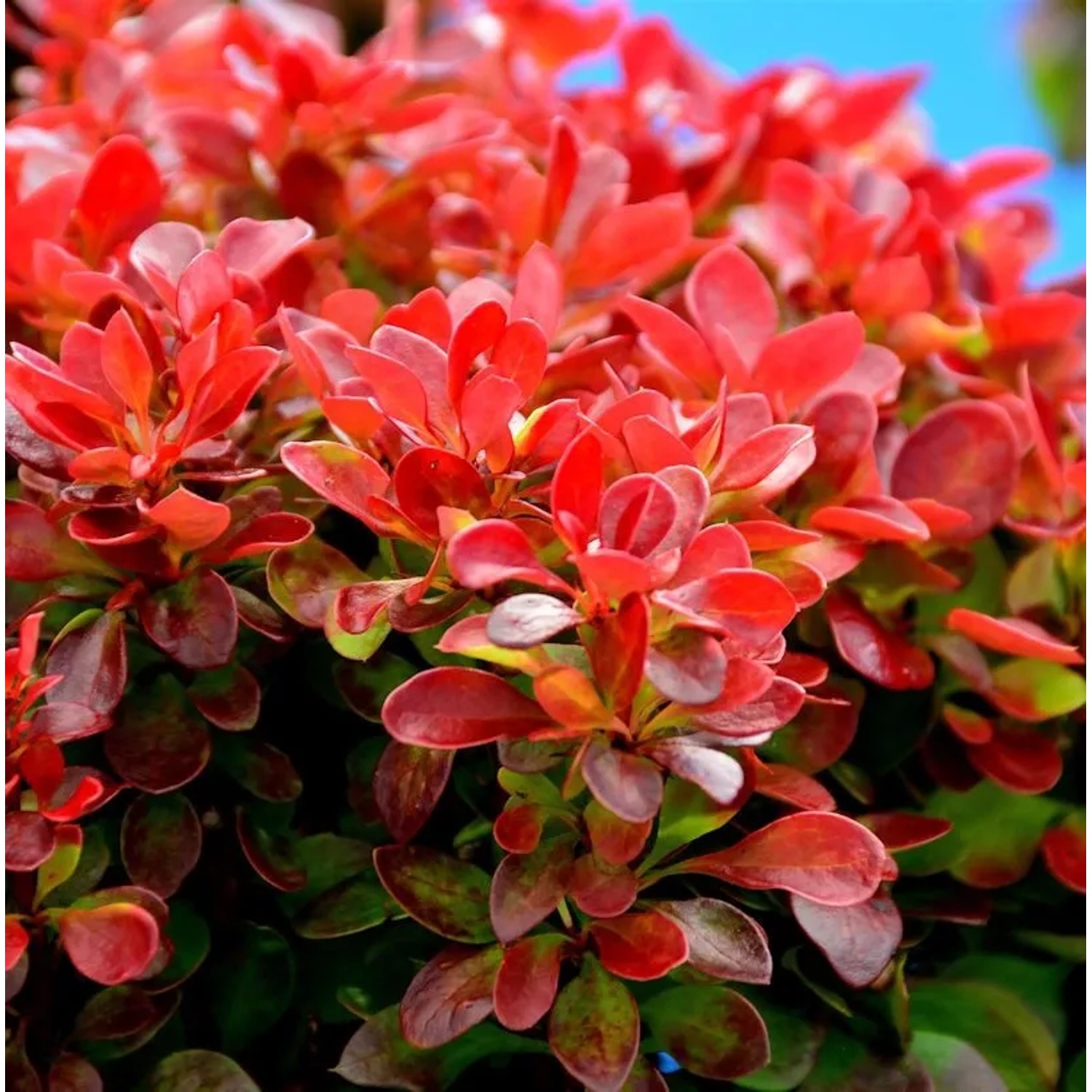 Zwerg Berberitze Orange Ice 15-20cm - Berberis thunbergii