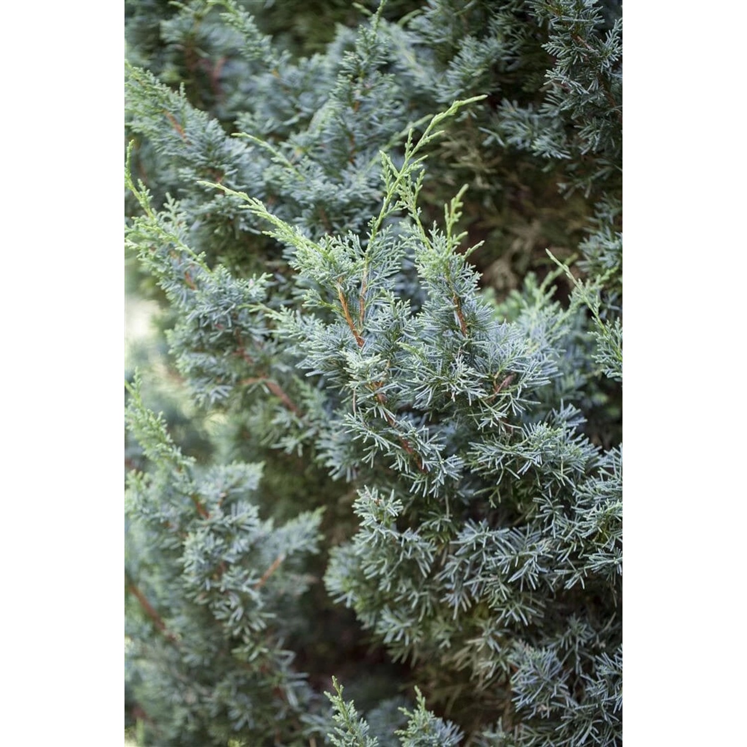 Juniperus Chinensis Blaauw Chinesischer Wacholder 150–175 cm günstig online kaufen