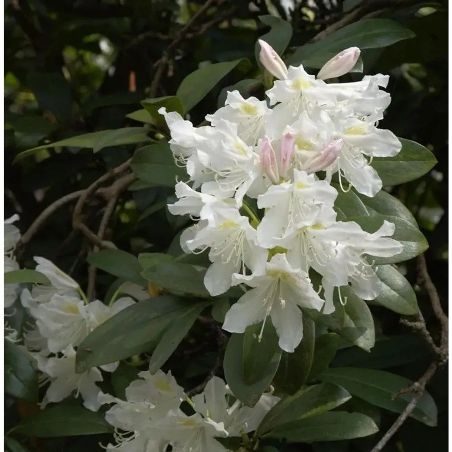 Image of INKARHO - Großblumige Rhododendron Cunningham White 30-40cm - Alpenrose