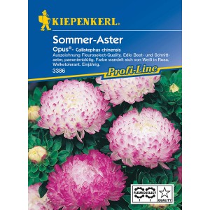 Kiepenkerl Sommer-Aster Opus Weiss-Rosa: Saatgut für paeonienblütige, weiß-rosa Sommerblumen.
