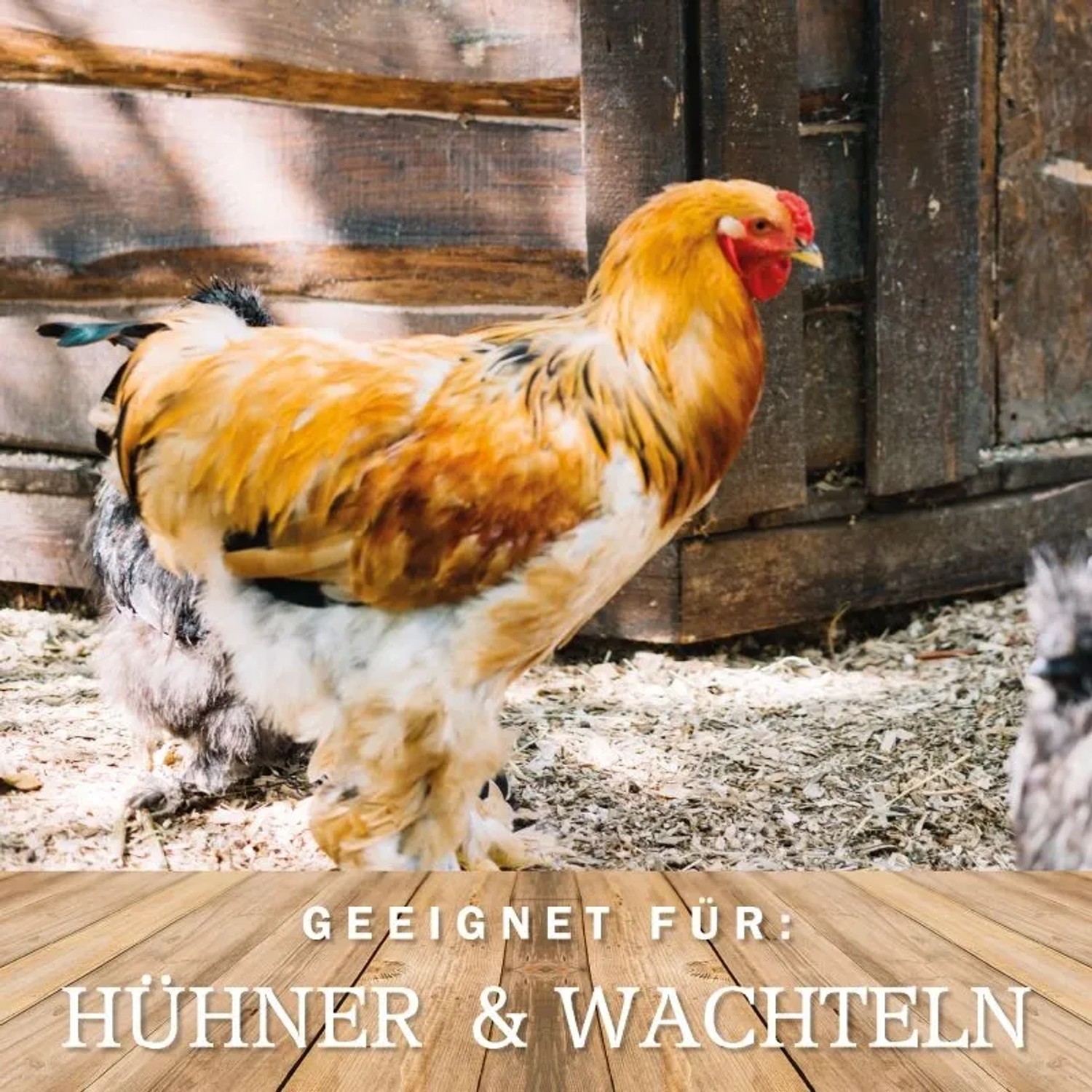 Helles Huhn vor Holzhintergrund, geeignet für Hühner- und Wachtelfutter. Premium Hühnerfutter.