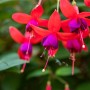 Fuchsie Rot, ca. 45cm hoch, im 14cm Topf. Blühende Kübelpflanze mit roten und violetten Blüten.