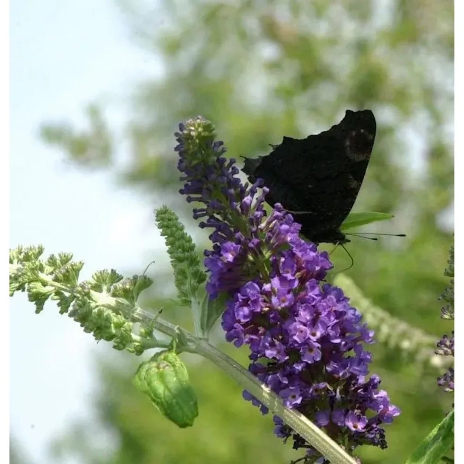 Hochstamm Sommerflieder Empire Blue 60-80cm - Buddleja