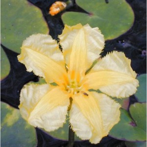 Europäische Seekanne - Nymphoides peltata