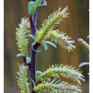 Nahaufnahme der blühenden Lavendelweide (Salix rosmarinifolia) mit gelben Blüten.