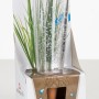 Scheurich Bewässerungsfigur Copa M, transparent, 150ml, für Zimmer- und Gartenpflanzen.