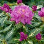 Blühender Rhododendron Goldflimmer mit panaschiertem Laub und rosa Blüten.