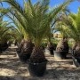 Große Phoenix Canariensis Dattelpalme (300cm) im Topf, grüne Blätter, exotische Pflanze für Garten und Terrasse.