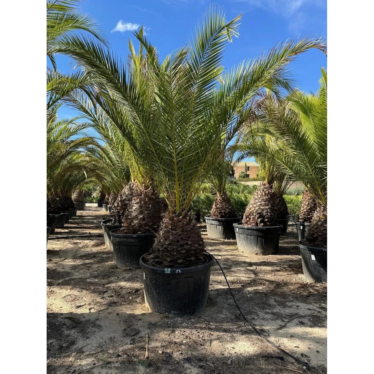 Große Phoenix Canariensis Dattelpalme (300cm) im Topf, grüne Blätter, exotische Pflanze für Garten und Terrasse.