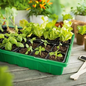 Zimmer-Gewächshaus inklusive 36 Anzuchttöpfen