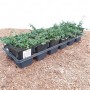 Immergrüner Bodendecker: Cotoneaster Microphyllus 'Streibs Findling' im 9x9 cm Topf.