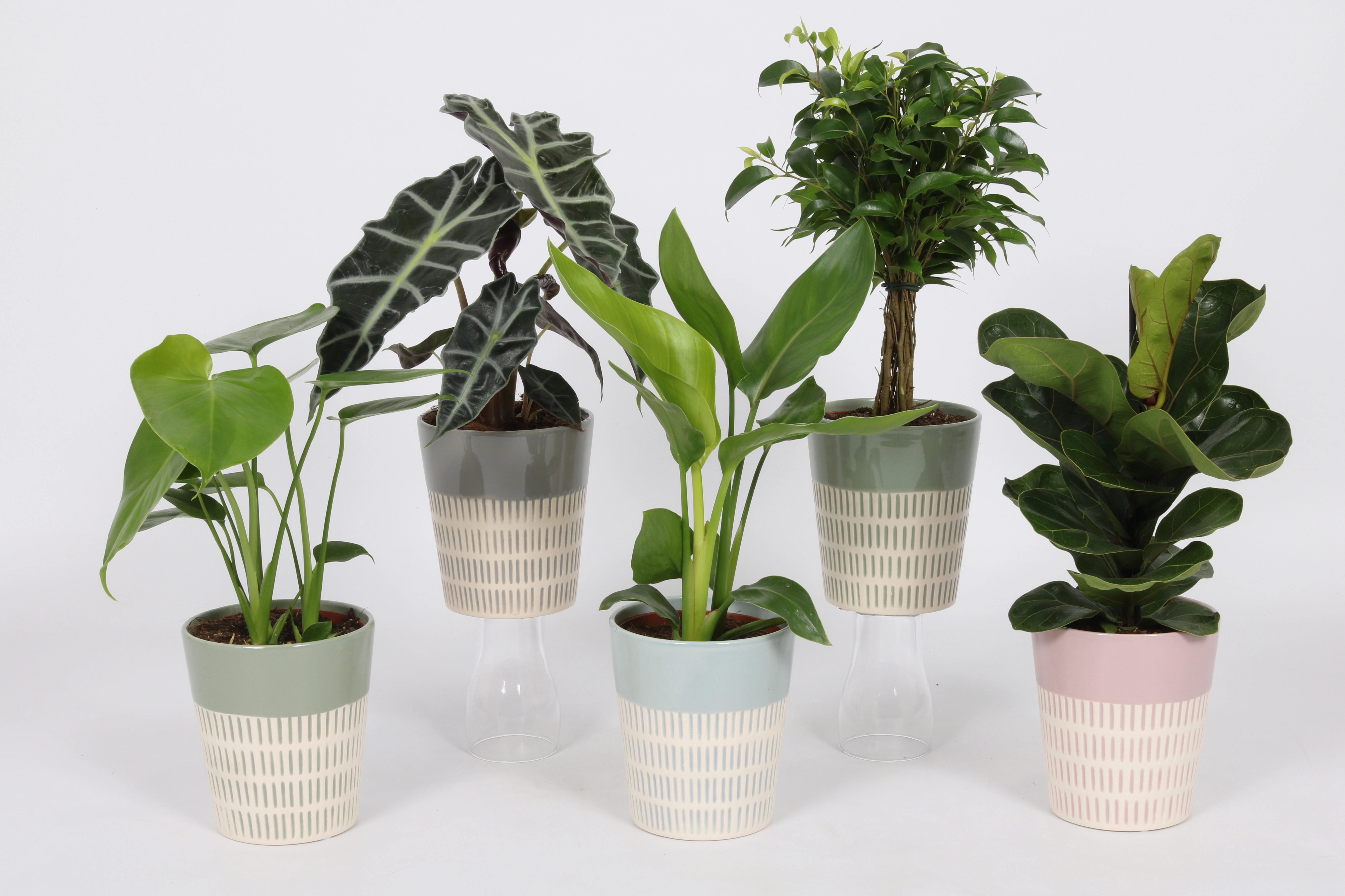 Grünpflanze im Keramik-Gefäß sortiert Topf-Ø kaufen ca. bei OBI cm 12