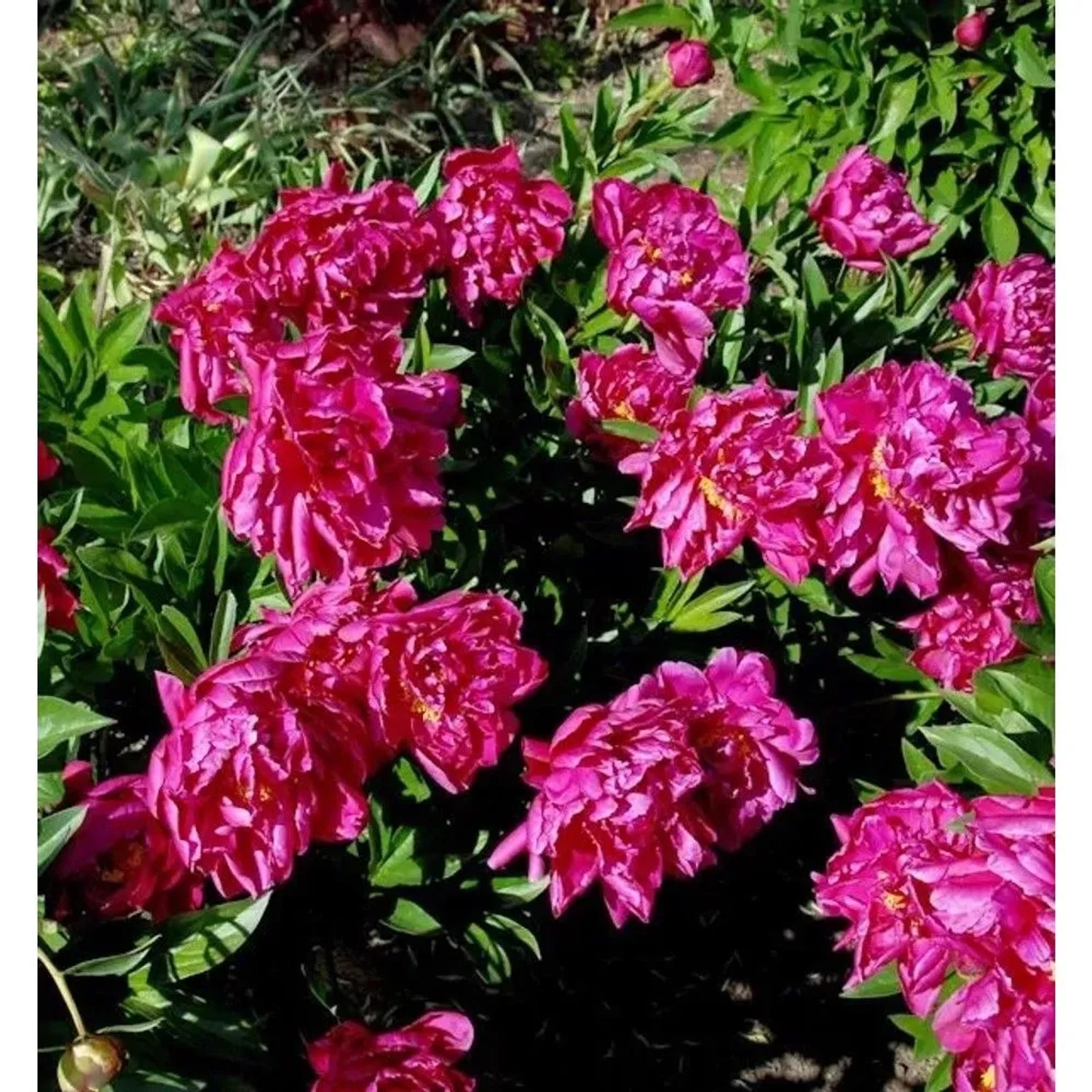 Edelpfingstrose Big Ben - Paeonia,actiflora