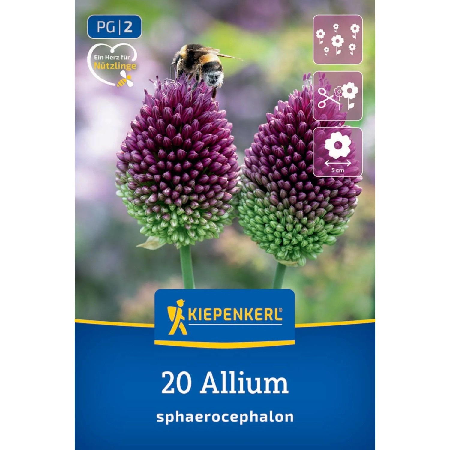 Kiepenkerl Blumenzwiebel Zierlauch A. sphaerocephalon 20 Stück_2