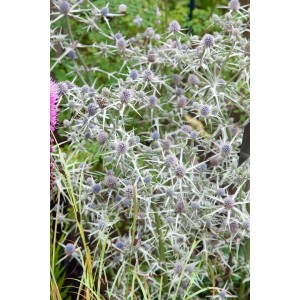 Eryngium Mannstreu im 9x9 cm Topf: Stahlblaue Blüten und silbrig-grüne Blätter der attraktiven Staude.