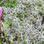 Eryngium Mannstreu im 9x9 cm Topf: Stahlblaue Blüten und silbrig-grüne Blätter der attraktiven Staude.