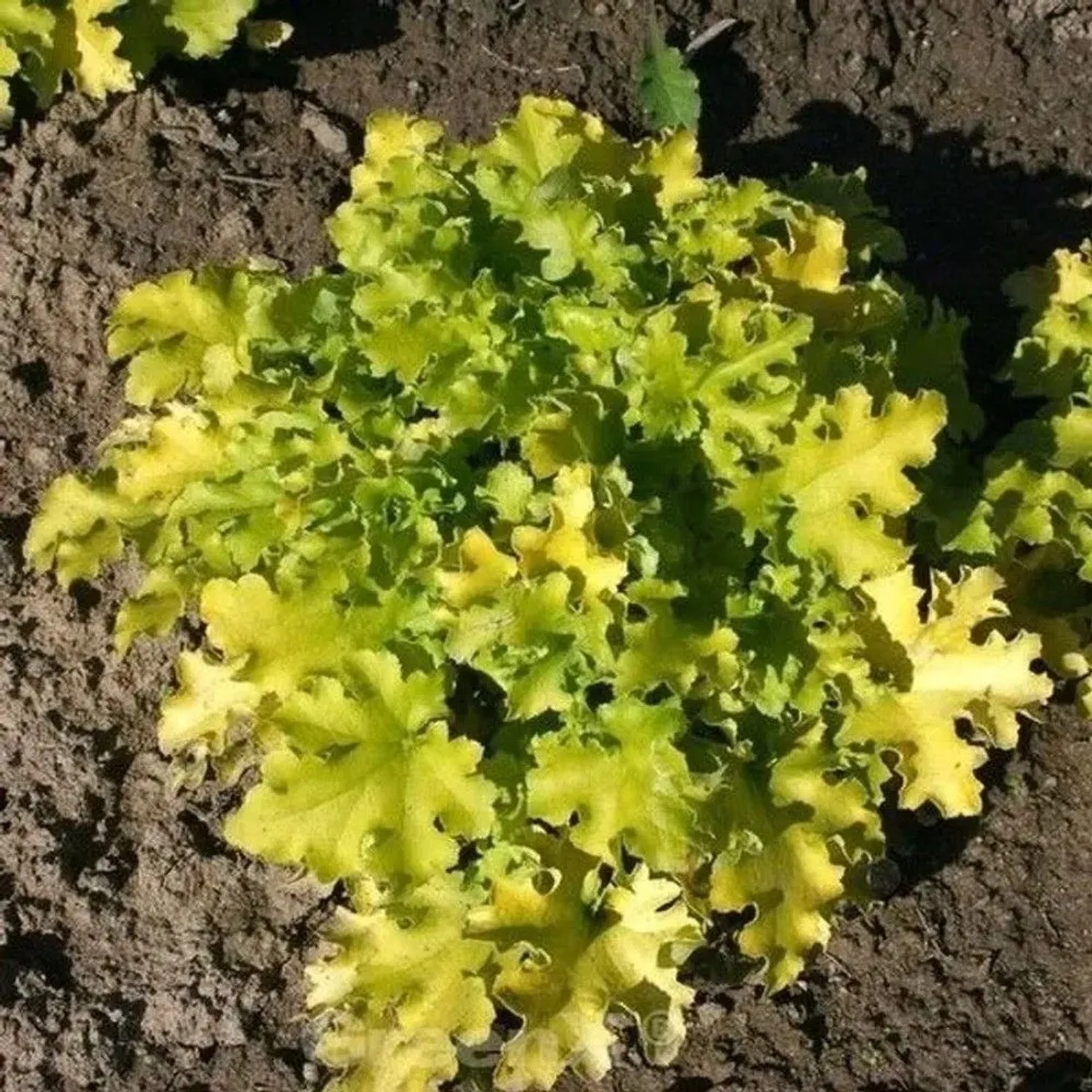 Purpurglöckchen Lime Marmalade - Heuchera brizoides