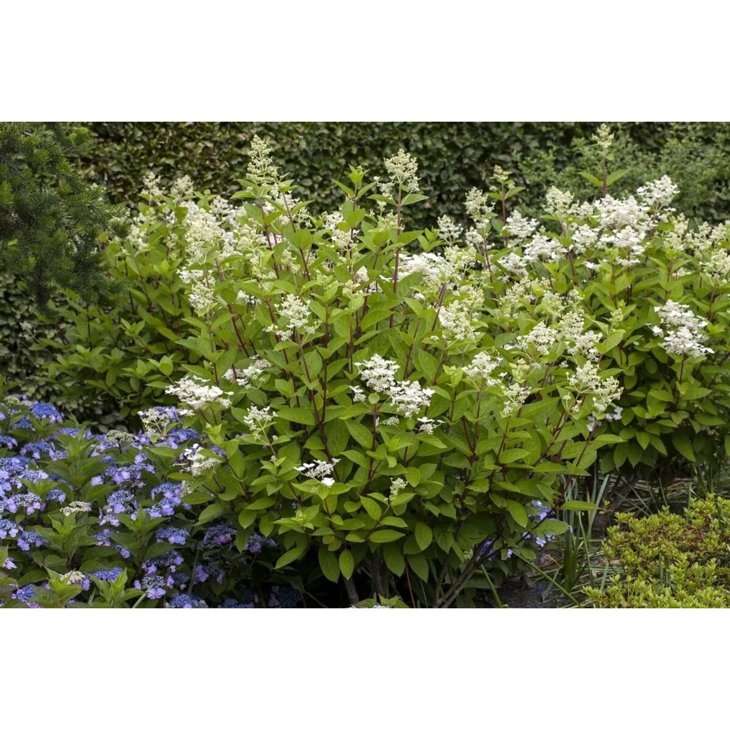 Rispenhortensie 'Wims Red' (40-60cm) mit weißen Blüten im Gartenbeet.