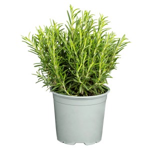 Kaskaden-Rosmarin 'Blue Cascade' im Topf, ca. 17cm Ø. Immergrüne Küchenkräuter für sonnige Standorte.