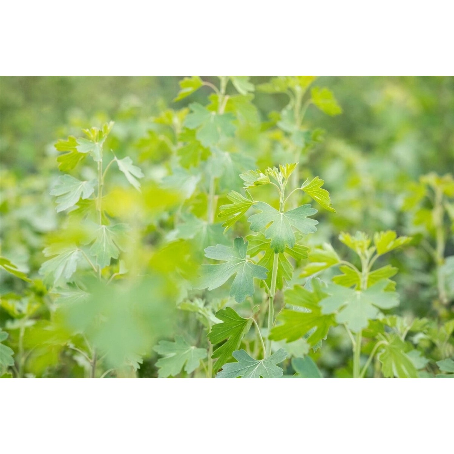 Ribes Aureum Gold-Johannisbeere 60–100 Cm günstig online kaufen