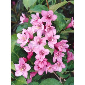 Nahaufnahme der rosa Blüten der Weigelie Pink Poppet (40–60 cm).