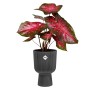 Anthrazitfarbener Elho Blumentopf Vibes Fold Coupe, gerippt, mit Pflanze. Ideal für den Innenbereich.