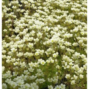 Nahaufnahme von Moossteinbrech Pixi Weiß (Saxifraga arendsii) Stauden mit kleinen, weißen Blüten.