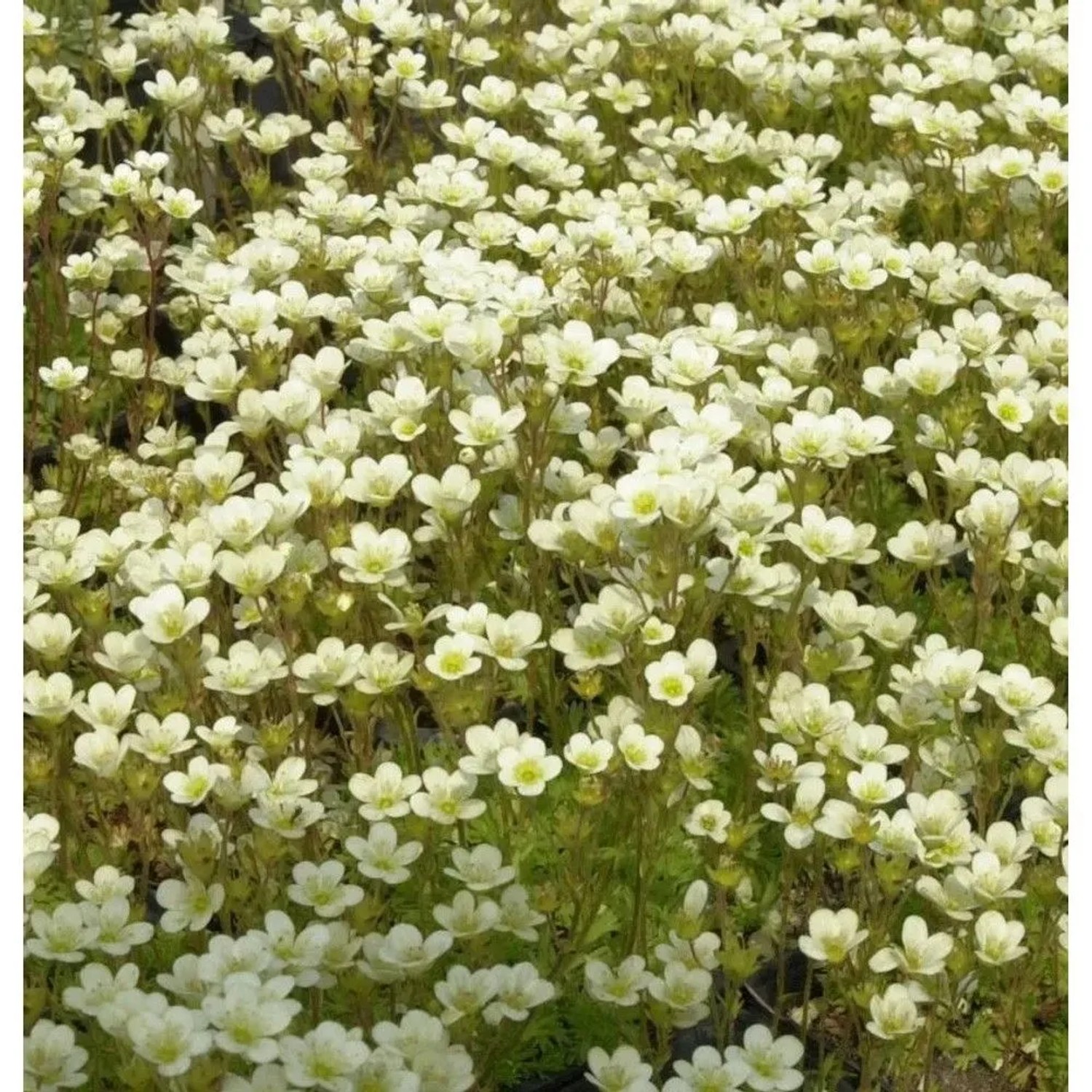Moossteinbrech Pixi Weiß - Saxifraga arendsii