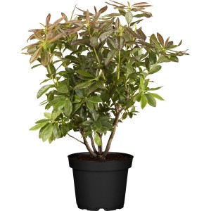 Sommergrüne Azalee Rosata im 5 l Topf, ca. 40-50 cm hoch.