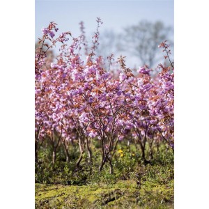 Japanische Blütenkirsche 'Kanzan' (60-80cm) mit rosa Blüten im Frühling.