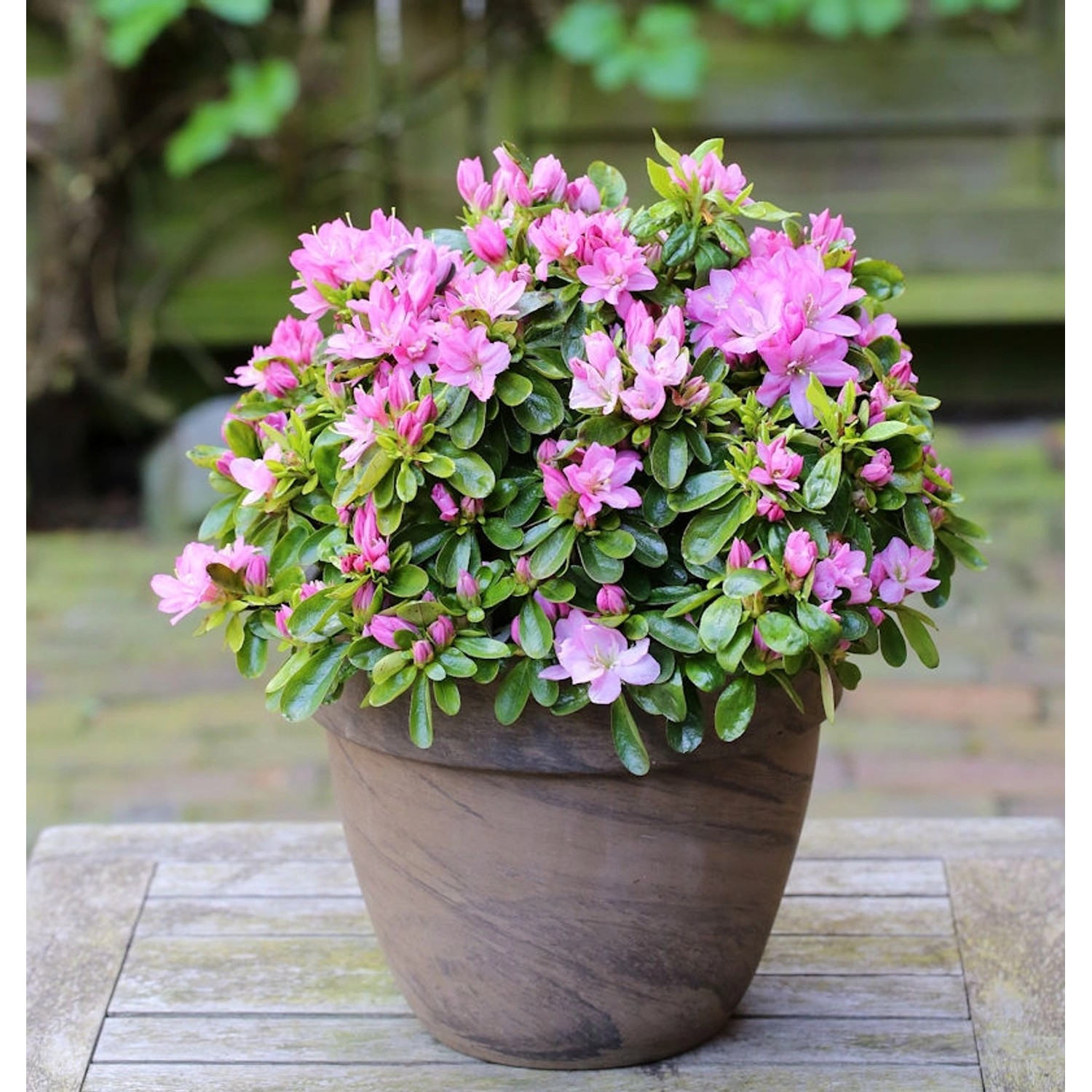 Japanische Azalee Negligee 30-40cm - Rhododendron obtusum - Zwerg Alpenrose günstig online kaufen