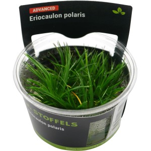 Stoffels Aquariumpflanze Eriocaulon Polaris im Topf, grüne Vordergrundpflanze für Aquarien.