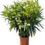 Oleander 'Weiß', 80-100cm, im Topf. Immergrüne, blühende Kübelpflanze für den Garten.