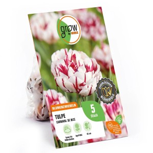GROW by OBI Pfingstrosen-Tulpe Carnaval de Nice, weiß-rote Tulpen-Blumenzwiebel, 45 cm.