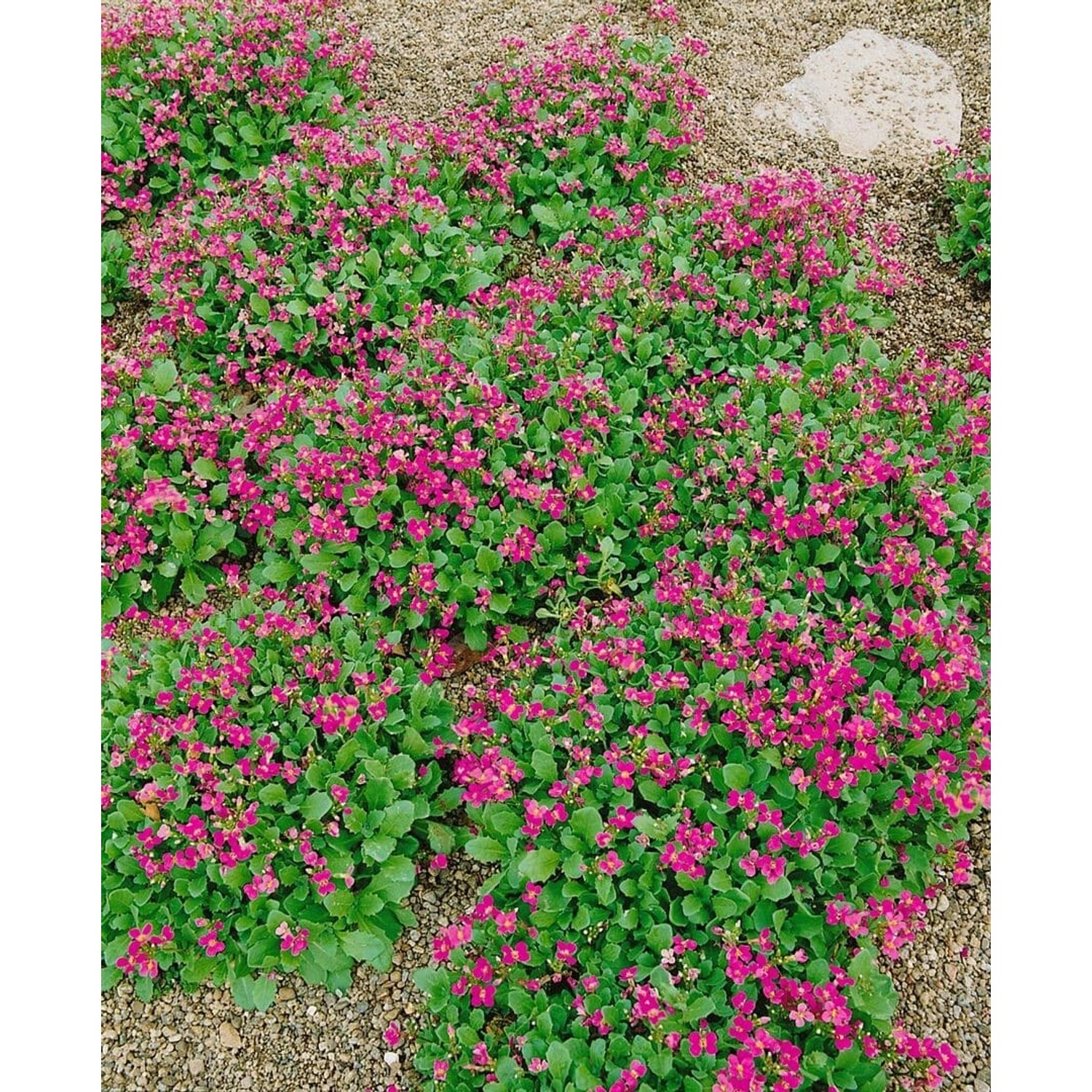 Arabis Caucasica Pinkie Gänsekresse Rosa Ca. 9x9 cm Topf günstig online kaufen