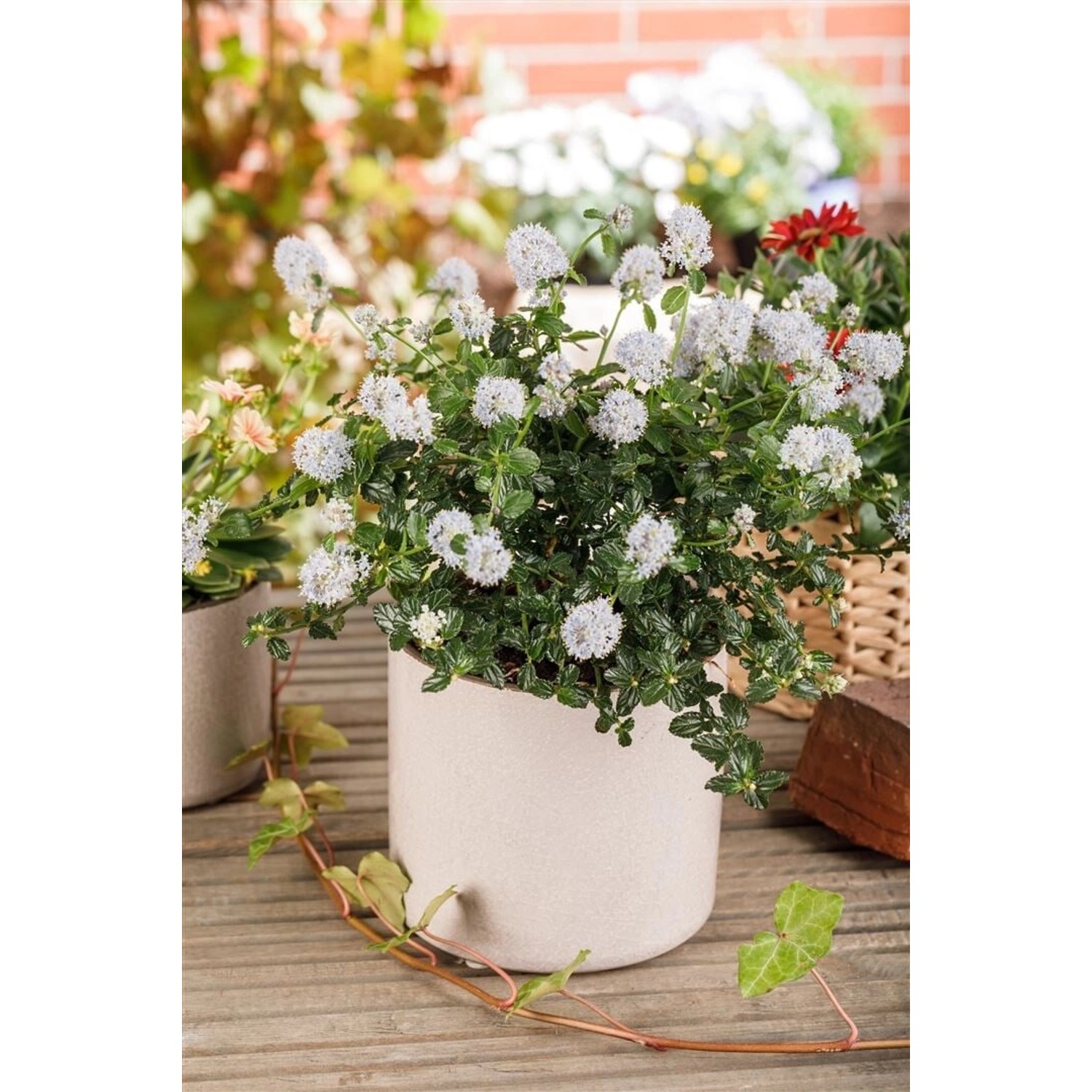 Kriechender Kalifornischer Flieder (Ceanothus) im Topf mit weißen Blüten, 40–60 cm hoch.