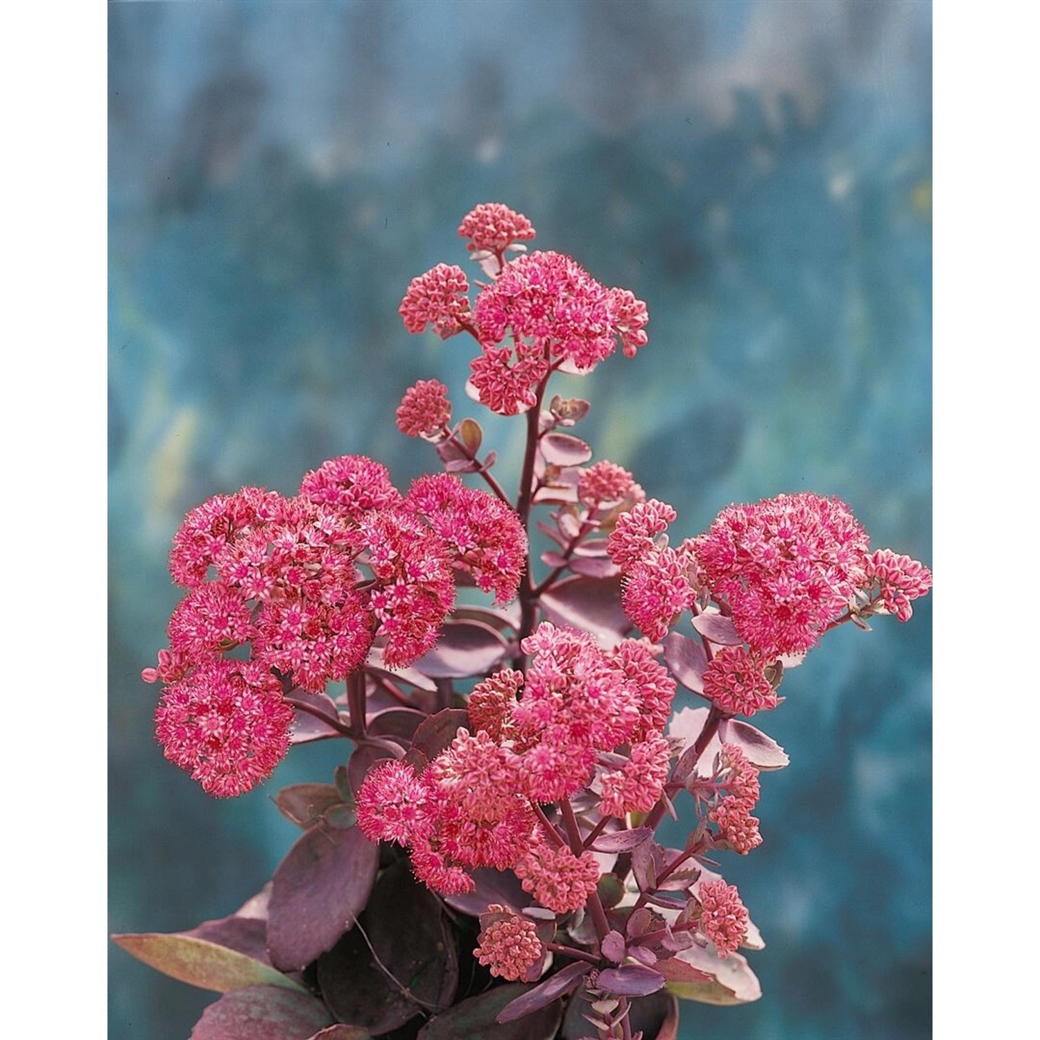 Sedum Cauticola Vera Jameson Ca. 9x9 cm Topf günstig online kaufen