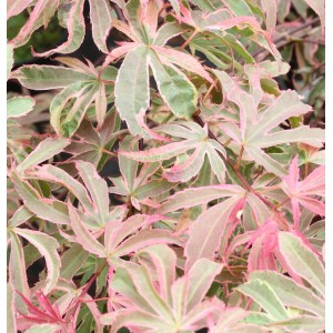 Fächerahorn 'Shirazz' Hochstamm, rosa-grüne Blätter, Acer palmatum, Zierstrauch für Garten und Balkon.
