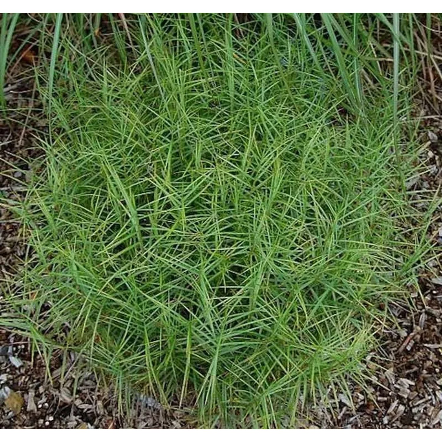 Palmwedelegge Silberstreif - Carex muskingumensis