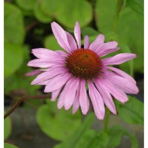 Nahaufnahme des Sonnenhut Rubinstern (Echinacea purpurea) mit rosa Blütenblättern und braunem Blütenkopf.