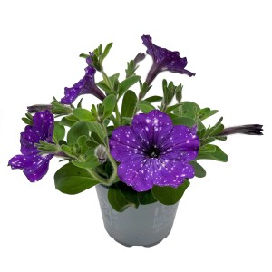 GROW by OBI Petunie Sternenhimmel im Topf, lila Blüten mit weißen Sprenkeln.
