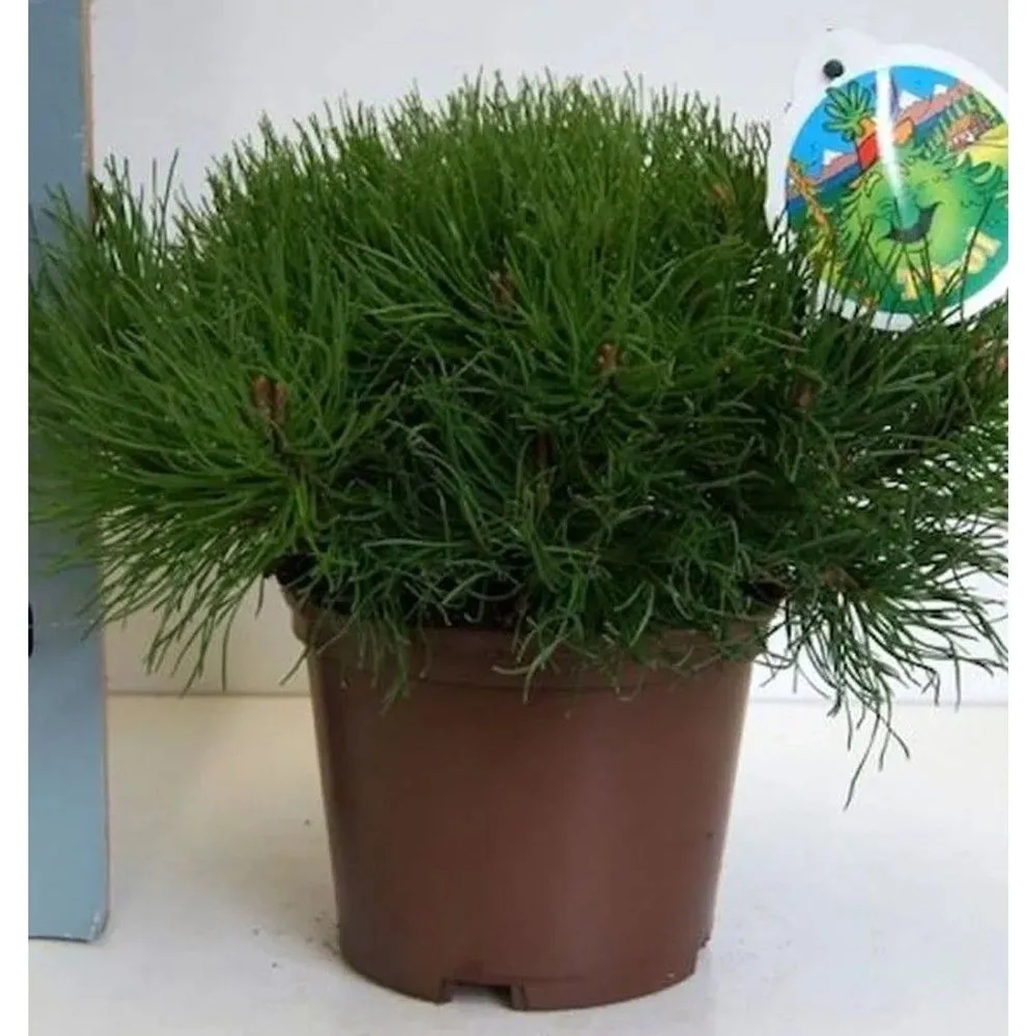 Zwerg Bergkiefer Typ Tirol 20-25cm - Pinus mugo
